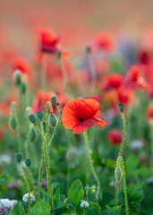 Bright red poppies in foreground against poppy field 
