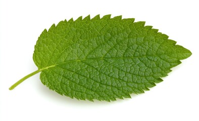 Obraz premium Fresh mint leaf, close-up, isolated on white background, culinary use