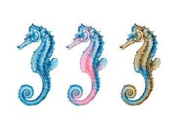 Seahorse set of the sea, summer, blue Hand drawn illustration on a transparent background