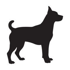 black cat isolated on white