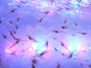 Abstract shrimp in the water for sale
