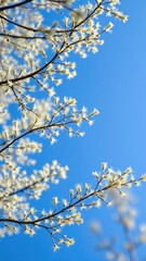 Obraz premium Delicate European larch branches against blue sky, tree structures, soft focus, peaceful landscape