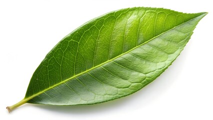 green leaf isolated on white