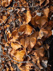 Dry brown ivy leaves on tree trunk