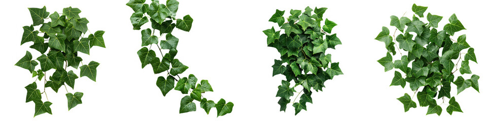 A lush vibrant display of ivy leaves cascading and climbing creating a dense verdant covering over a surface