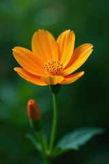 Delicate orange flower in full bloom on a stem, botanical, greenery