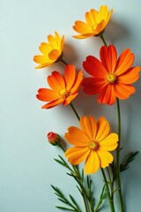 Naklejka premium Delicate orange cosmos flowers in a loose arrangement on a flat surface, cosmos, botany, floral arrangement
