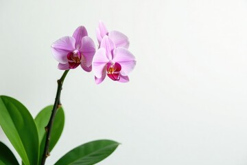 Delicate orchid branch with curved stems and lush green leaves against a crisp white background, plant, nature