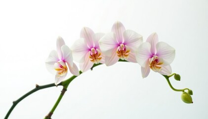 Fototapeta premium Delicate orchid branch with curved stems and lush green leaves against a crisp white background, orchids, ornamental