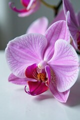 Obraz premium Delicate orchid petals unfolding on a clean surface, botanical, closeup