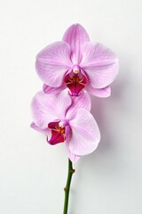 Fototapeta premium Delicate orchid petals unfolding on a pure white background, purity, nature