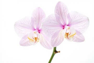 Obraz premium Delicate orchid stem isolated on white background, botanicals, plant life