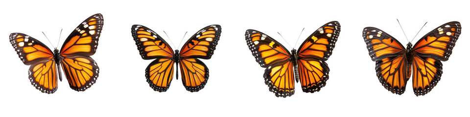 Fototapeta premium A captivating collection of colorful monarch butterflies in various stages of flight showcasing their delicate wings and graceful movements within a natural setting