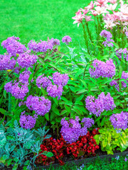 Obraz premium Garden with a variety of flowers, including purple flowers, is shown