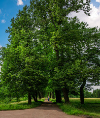 A path runs through a forest of trees, with a person walking along it