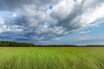 A field of grass with a cloudy sky in the background