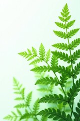 Ferns with delicate fronds and veins on a plain white background, leafy, foliage