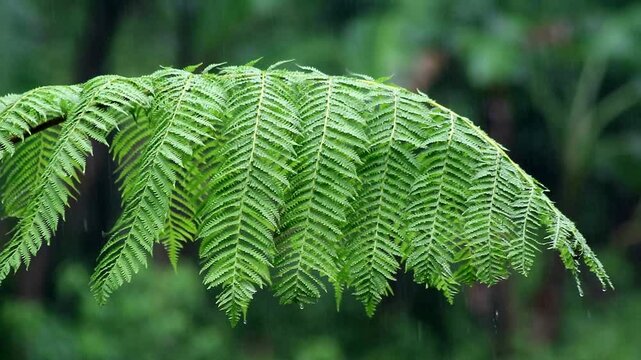 Camera shot of fern leaves in the rain