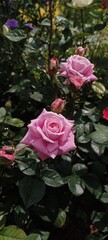 pink roses in a garden