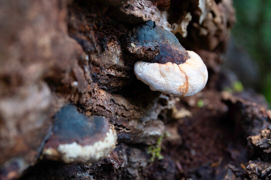 Shelf fungi (polypores, conk) mushrooms on fallen tree trunk