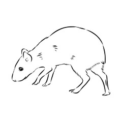 Agouti Vector Illustration Hand Drawn Animal Cartoon Art