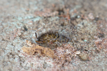 Closeup on a hairy slender springtail, Orchesella villosa on a piece of wood