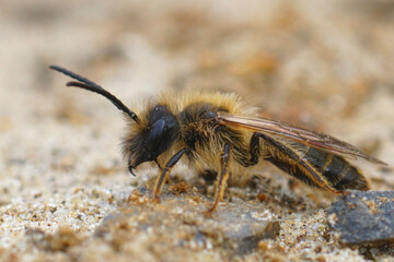 Closeup shot of a male red tawny mining bee, Andrena fulva, with its typical jaw hook teeth on a sand