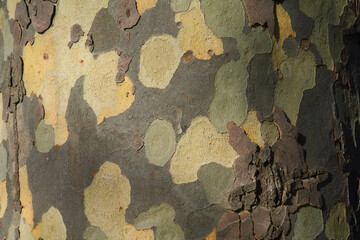 bark texture and pattern of a plane (sycamore) tree