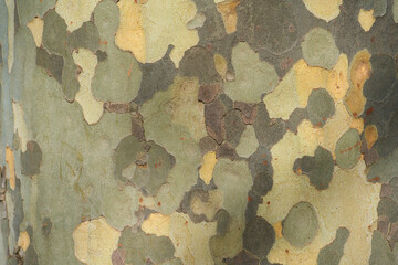 bark texture and pattern of a plane (sycamore) tree
