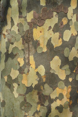 bark texture and pattern of a plane (sycamore) tree