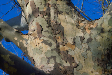 bark texture and pattern of a plane (sycamore) tree