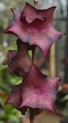 Stunning Dark Maroon Aristolochia Flower Closeup