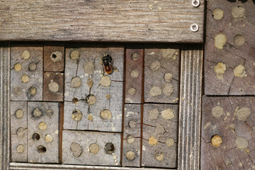 Close-up of a mason bee on a wooden bee-hotel with numerous holes, showcasing intricate details of the bee and its habitat.