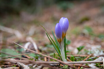 Colchicum sfikasianum (autumn crocus, meadow saffron, naked lady) wild flowers in natural environment