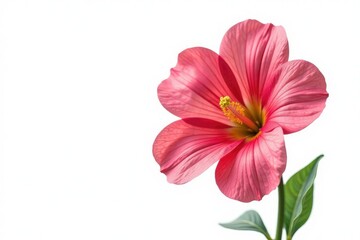 Large and bright flower isolated on white background, flowers, bright