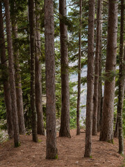 Pine forest landscape - tree trunks with background light