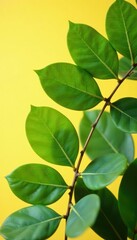 Large eucalyptus leaves against a bright background, branches, eucalyptus