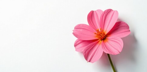 Fototapeta premium Single flower on a white background with subtle texture, flowers, petals, isolated