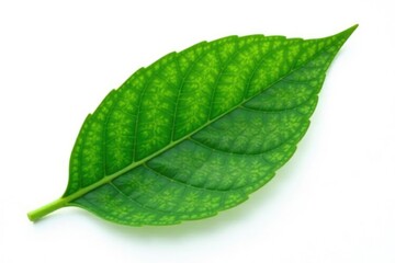Obraz premium Single green leaf isolated on white background, flora, nature, green