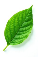 Obraz premium Single green leaf isolated on white background, flowers, nature
