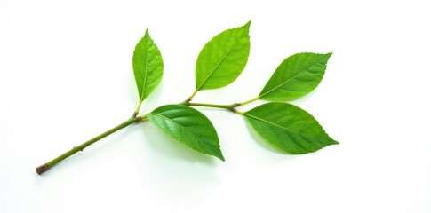 Fototapeta premium Single isolated branch against white background with few leaves, green, isolated