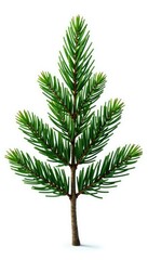 Single isolated branch of a fir tree on white background, evergreen, solitude, white