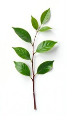 Fototapeta premium Single isolated branch on a plain white background with shadows, solitary branch, shadow, botanical