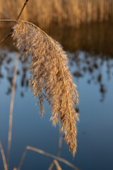 reeds in the snow