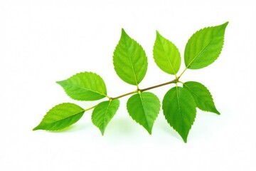 Single isolated branch on white background with delicate leaf tips, nature, green, elegance