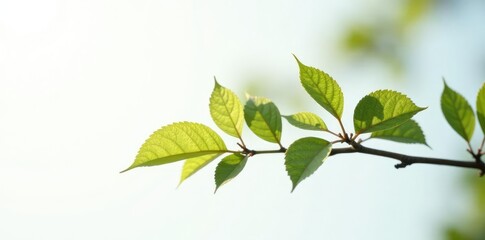 Obraz premium Single isolated branch on white background with subtle light reflection, isolated branch, natural