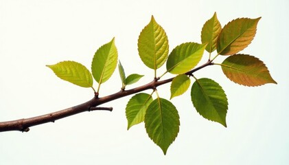 Naklejka premium Single isolated branch with brown wood texture and leaves, tree details, forest element, wooden branch