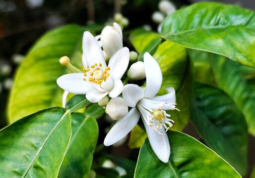 Bitter orange: a species of citrus, its botanical name is Citrus aurantium.
