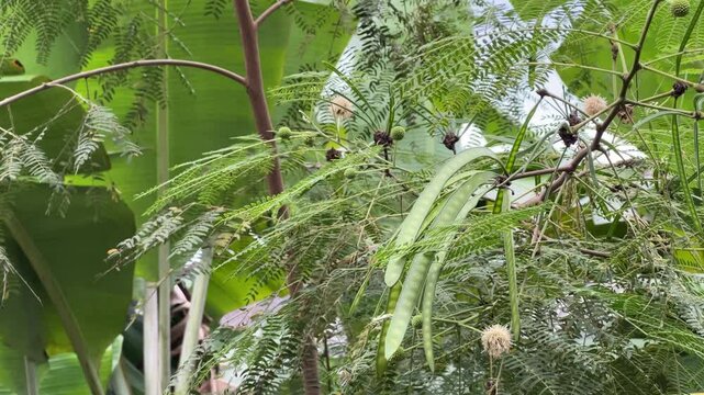 Cins petai fruit tree