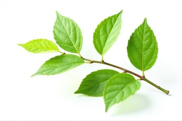 Obraz premium Single isolated branch with green leaves on white background, simplicity, white, minimalist
